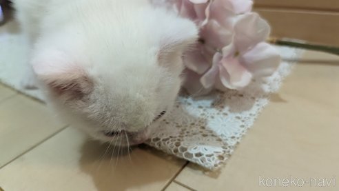 成約済の広島県のその他の猫種-79155の52枚目