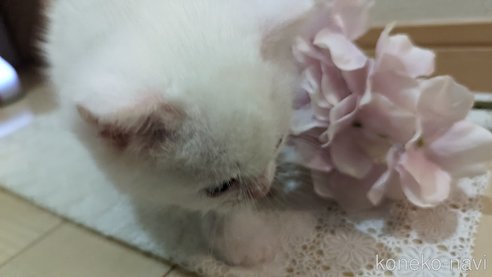 成約済の広島県のその他の猫種-79155の53枚目