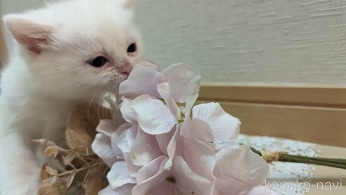 成約済の広島県のその他の猫種-79155の49枚目
