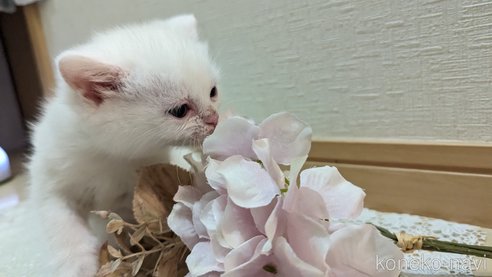 成約済の広島県のその他の猫種-79155の50枚目