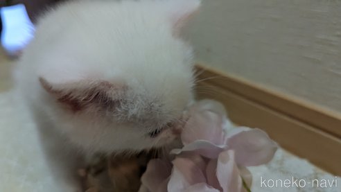 成約済の広島県のその他の猫種-79155の46枚目