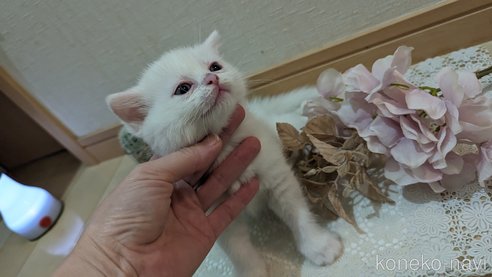 成約済の広島県のその他の猫種-79155の48枚目