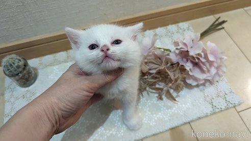 成約済の広島県のその他の猫種-79155の45枚目