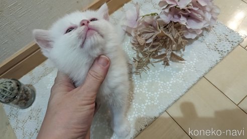 成約済の広島県のその他の猫種-79155の43枚目