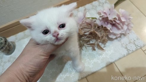 成約済の広島県のその他の猫種-79155の44枚目