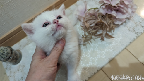 販売中の広島県のその他の猫種-79155