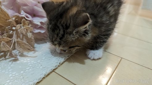 成約済の広島県のその他の猫種-79154の75枚目