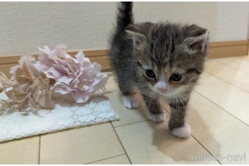 成約済の広島県のその他の猫種-79154の76枚目