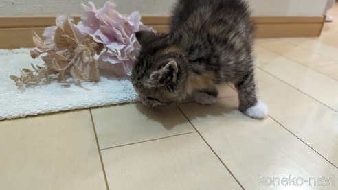成約済の広島県のその他の猫種-79154の73枚目