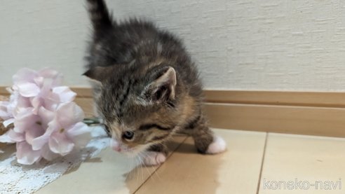 成約済の広島県のその他の猫種-79154の74枚目