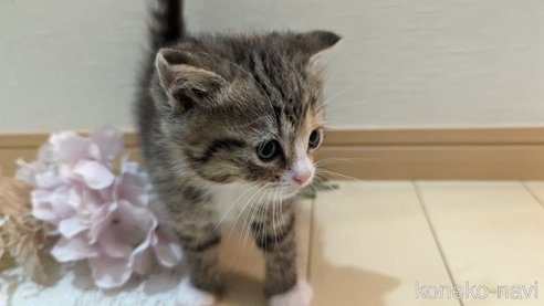 成約済の広島県のその他の猫種-79154の71枚目