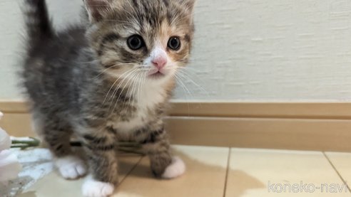 成約済の広島県のその他の猫種-79154の72枚目