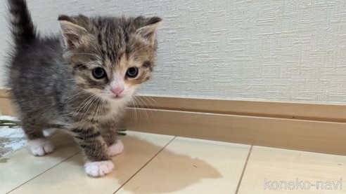 成約済の広島県のその他の猫種-79154の69枚目