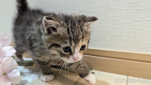 成約済の広島県のその他の猫種-79154の70枚目