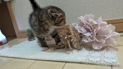 成約済の広島県のその他の猫種-79154の66枚目