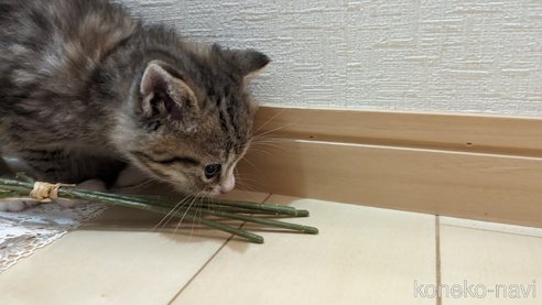 成約済の広島県のその他の猫種-79154の64枚目