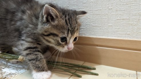 成約済の広島県のその他の猫種-79154の65枚目