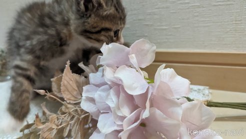 成約済の広島県のその他の猫種-79154の63枚目