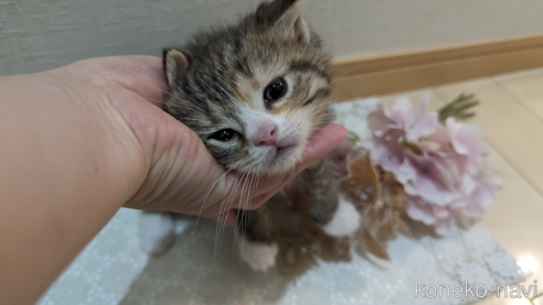 成約済の広島県のその他の猫種-79154の62枚目