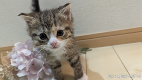 成約済の広島県のその他の猫種-79154の61枚目
