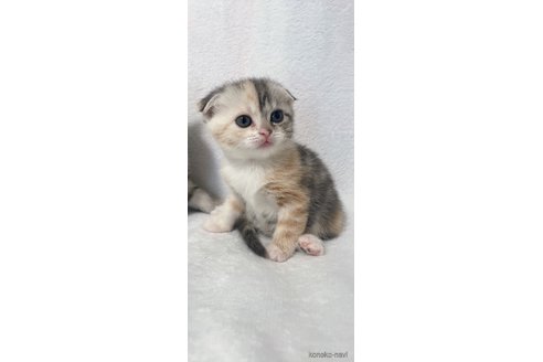 成約済の岡山県のスコティッシュフォールド(折れ耳)-82971の2枚目