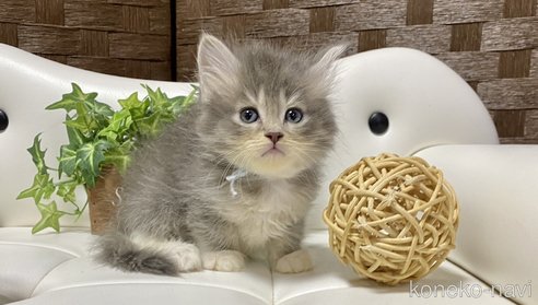 成約済の愛知県のサイベリアン-82983の2枚目