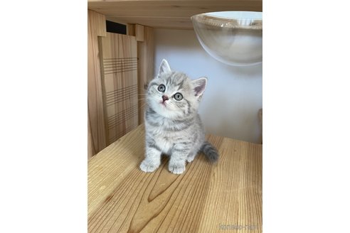 成約済の埼玉県のブリティッシュショートヘア-82378の5枚目