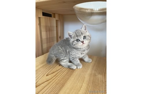 成約済の埼玉県のブリティッシュショートヘア-82378