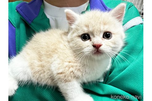 成約済の千葉県のマンチカン-82918の15枚目