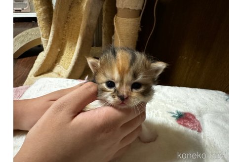 成約済の千葉県のマンチカン-83064の25枚目