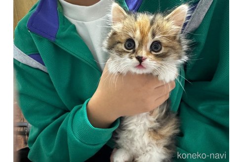 成約済の千葉県のマンチカン-83064の23枚目