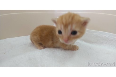 成約済の愛知県のマンチカン(短足)-83104の2枚目