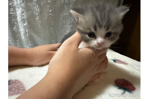 成約済の千葉県のマンチカン-83117の18枚目