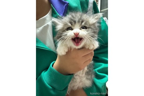 成約済の千葉県のマンチカン-83117の15枚目