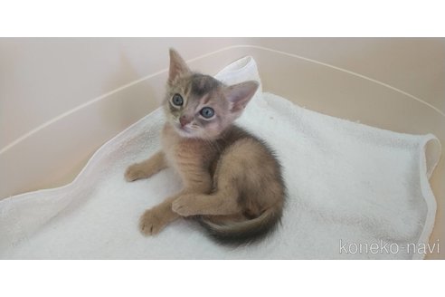 成約済の愛知県のアビシニアン-83113の3枚目