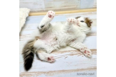 成約済の神奈川県のスコティッシュフォールド(折れ耳)-83124の4枚目