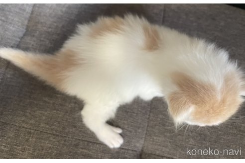 成約済の福岡県のミックス-83152の5枚目