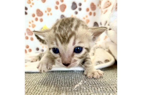 成約済の静岡県のベンガル-83160の48枚目