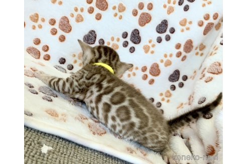 成約済の静岡県のベンガル-83160の49枚目