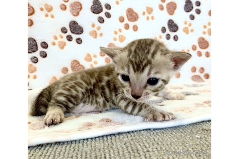 成約済の静岡県のベンガル-83160の47枚目