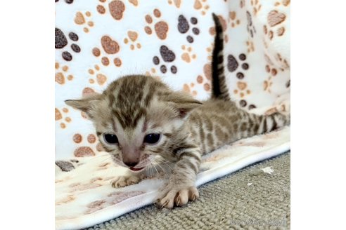 成約済の静岡県のベンガル-83160の46枚目