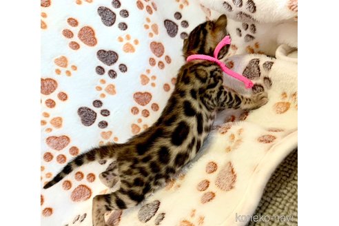 成約済の静岡県のベンガル-83162の12枚目