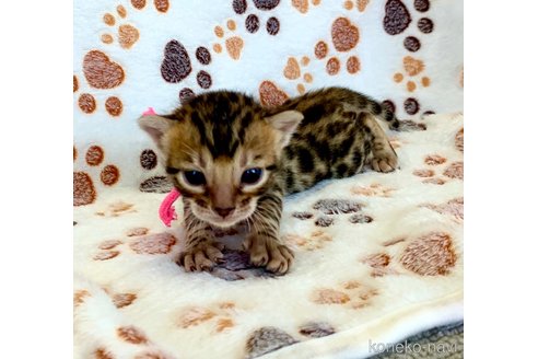 成約済の静岡県のベンガル-83162の13枚目