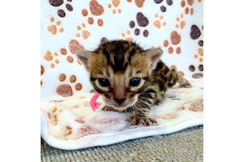 成約済の静岡県のベンガル-83162の15枚目