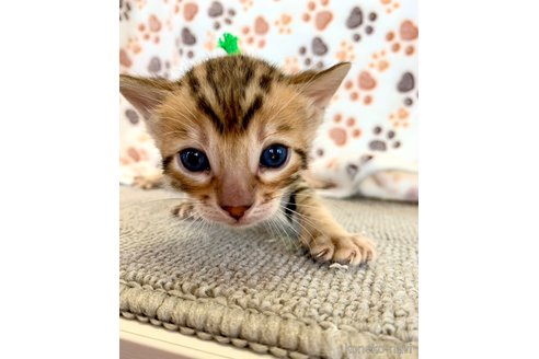 成約済の静岡県のベンガル-83163の36枚目