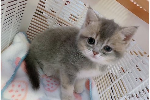 成約済の京都府のマンチカン-82626の2枚目