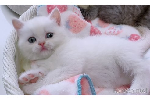 成約済の京都府のマンチカン-82177の1枚目