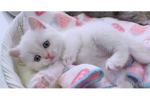 成約済の京都府のマンチカン-82177の2枚目