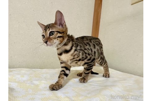 成約済の愛知県のベンガル-83168の2枚目