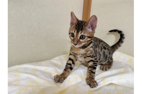 成約済の愛知県のベンガル-83168の3枚目